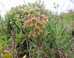 Pachycarpus dealbatus