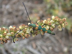 Anubis clavicornis