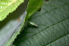 Orthotylus marginalis