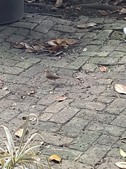 Cardinalis