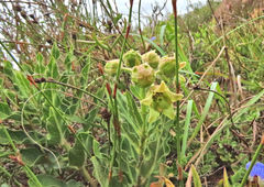 Pachycarpus dealbatus