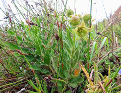 Pachycarpus dealbatus