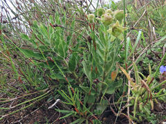 Pachycarpus dealbatus