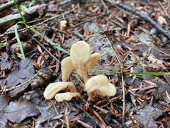 Spathulariopsis velutipes