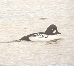 Bucephala clangula × islandica