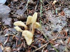 Spathulariopsis velutipes