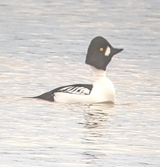 Bucephala clangula × islandica