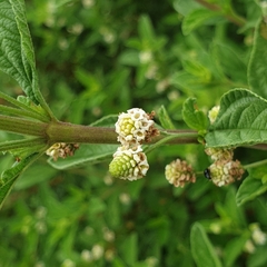 Lippia rehmannii