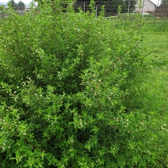 Lippia rehmannii