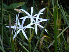 Crinum americanum