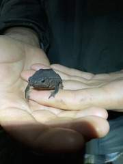Rhinella festae