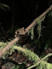 Osteocephalus verruciger