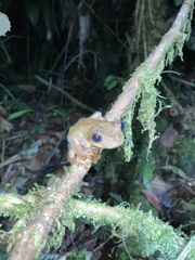 Osteocephalus verruciger