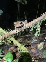 Osteocephalus verruciger