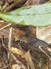 Rhinella festae