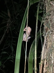 Osteocephalus verruciger