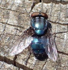 Compsomyiops callipes