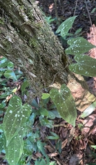 Dioscorea dodecaneura