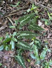 Dioscorea dodecaneura