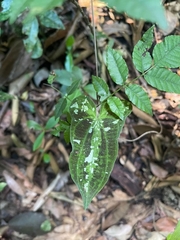 Dioscorea dodecaneura