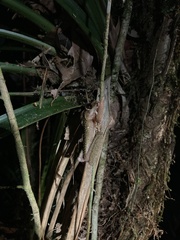 Osteocephalus verruciger