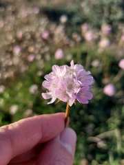 Armeria welwitschii