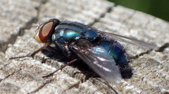 Compsomyiops callipes