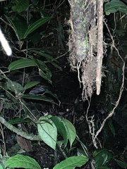 Osteocephalus verruciger