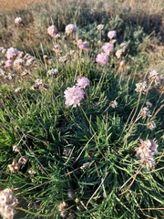 Armeria welwitschii