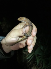 Gelanesaurus flavogularis