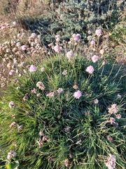 Armeria welwitschii