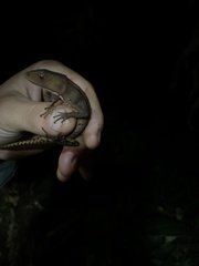 Gelanesaurus flavogularis