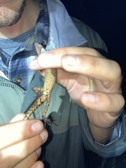 Gelanesaurus flavogularis