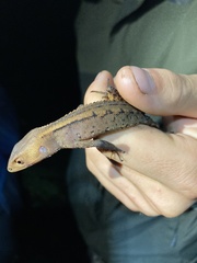 Gelanesaurus flavogularis