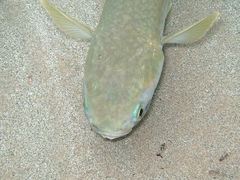 Flathead Grey Mullet photo 4