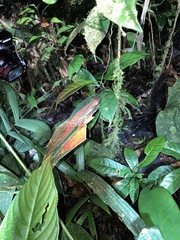 Gelanesaurus flavogularis