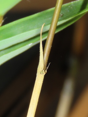 Arthrostylidium