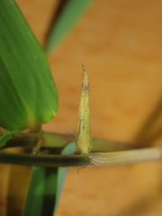 Arthrostylidium