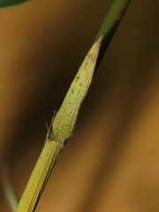 Arthrostylidium