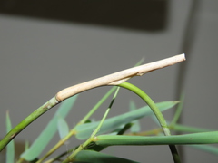 Arthrostylidium