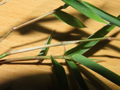 Arthrostylidium
