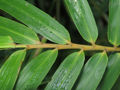 Arthrostylidium