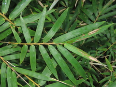 Arthrostylidium