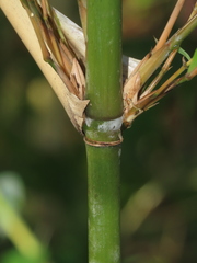 Arthrostylidium