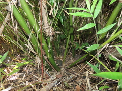 Arthrostylidium