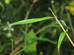 Arthrostylidium