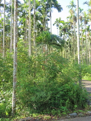 Arthrostylidium