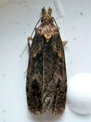 Bryotropha similis