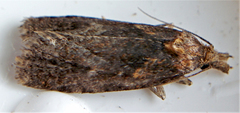 Bryotropha similis