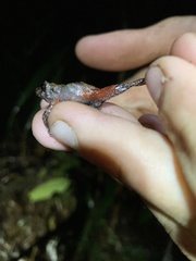 Pristimantis sacharuna